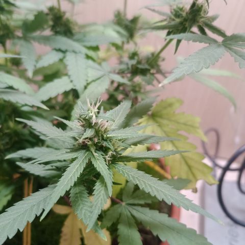 Unknown Mist #1 growlog timeline photo