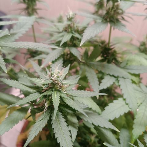 Unknown Mist #1 growlog timeline photo