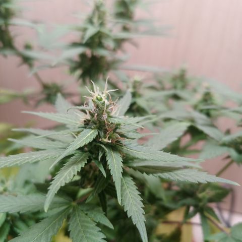 Unknown Mist #1 growlog timeline photo