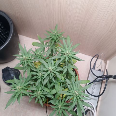 Unknown Mist #1 growlog timeline photo