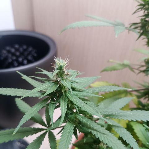 Unknown Mist #1 growlog timeline photo