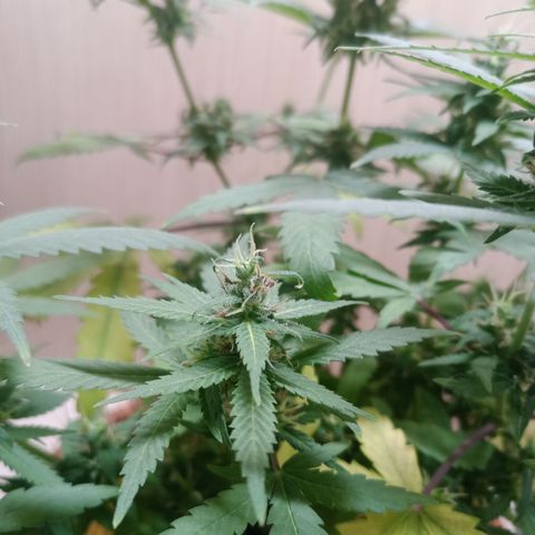 Unknown Mist #1 growlog timeline photo