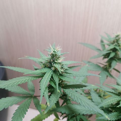 Unknown Mist #1 growlog timeline photo