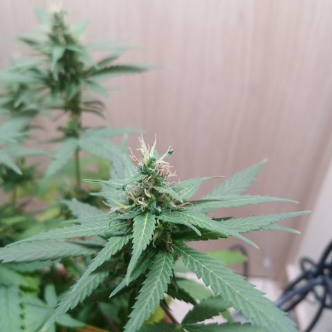 Unknown Mist #1 growlog timeline photo