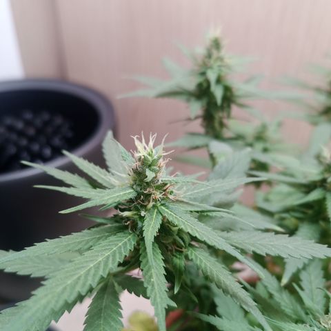 Unknown Mist #1 growlog timeline photo