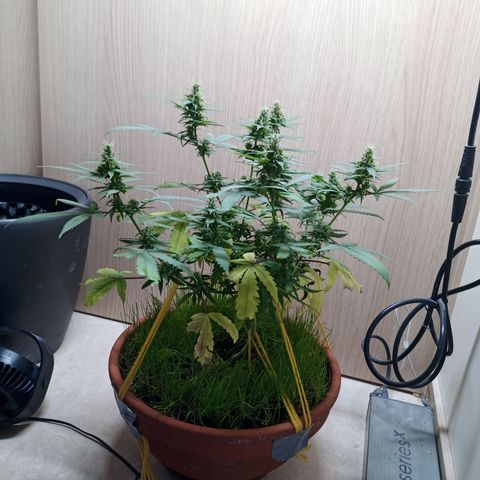 Unknown Mist #1 growlog timeline photo