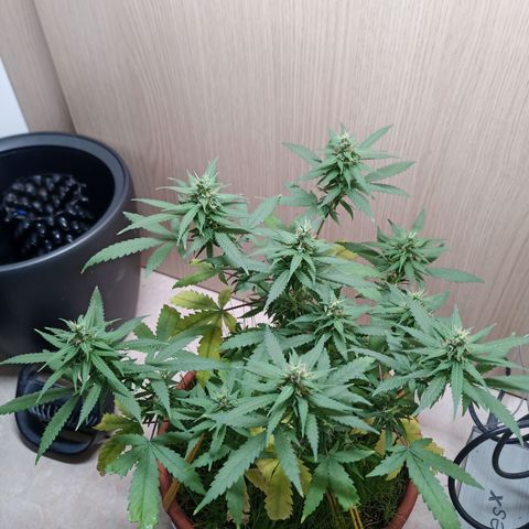 Unknown Mist #1 growlog timeline photo