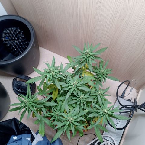 Unknown Mist #1 growlog timeline photo