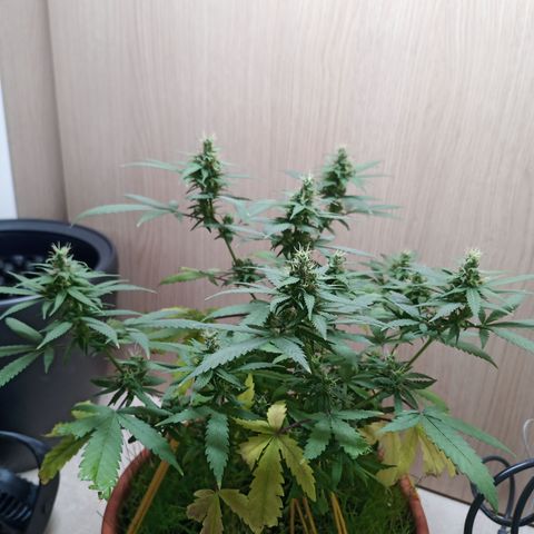 Unknown Mist #1 growlog timeline photo
