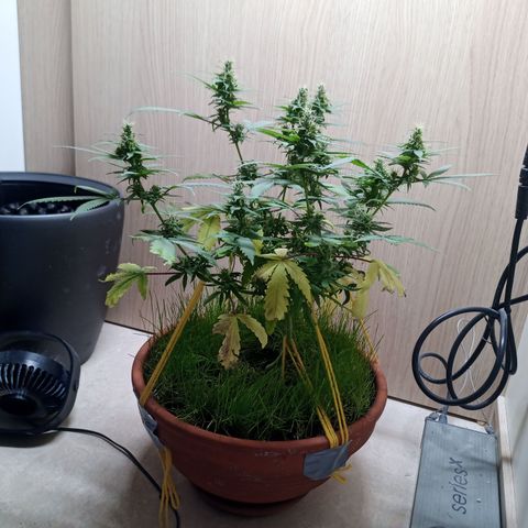 Unknown Mist #1 growlog timeline photo