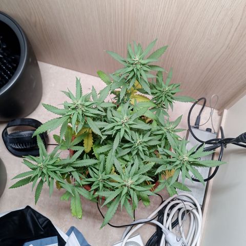 Unknown Mist #1 growlog timeline photo