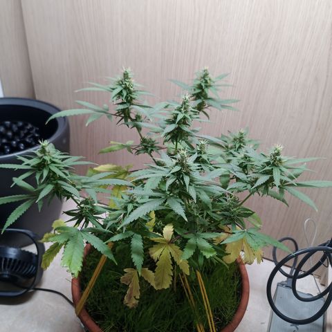 Unknown Mist #1 growlog timeline photo