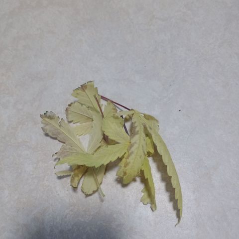 Unknown Mist #1 growlog photo: entlaubt