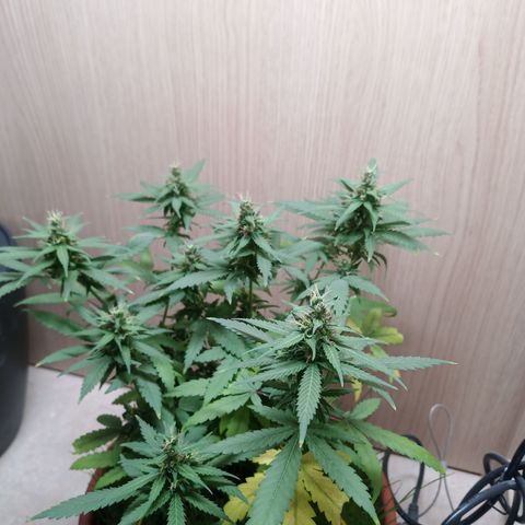 Unknown Mist #1 growlog timeline photo