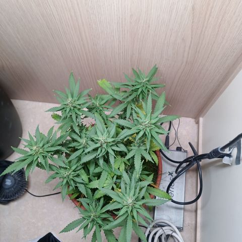 Unknown Mist #1 growlog timeline photo