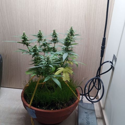 Unknown Mist #1 growlog timeline photo