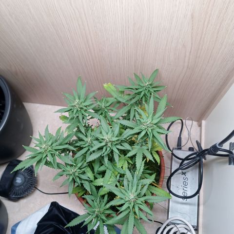 Unknown Mist #1 growlog timeline photo