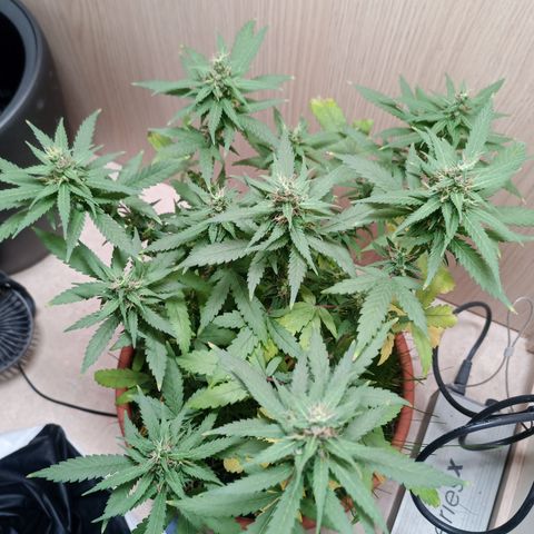 Unknown Mist #1 growlog timeline photo