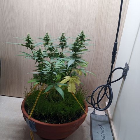 Unknown Mist #1 growlog timeline photo