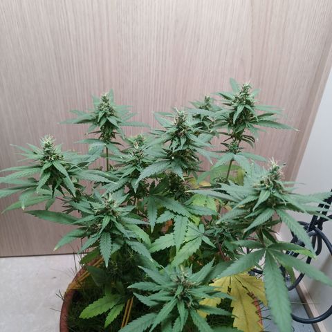 Unknown Mist #1 growlog timeline photo