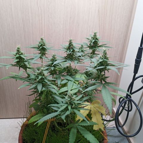 Unknown Mist #1 growlog timeline photo