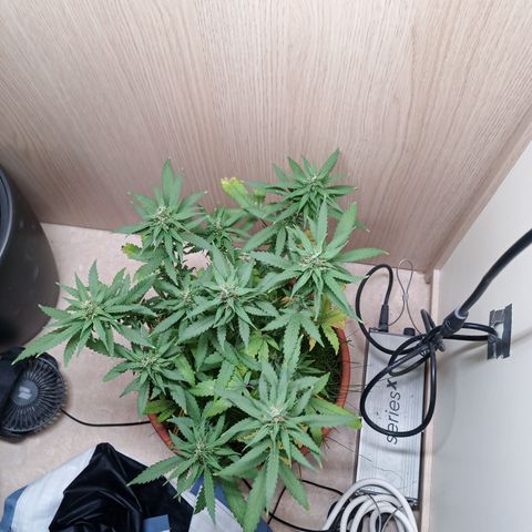 Unknown Mist #1 growlog timeline photo