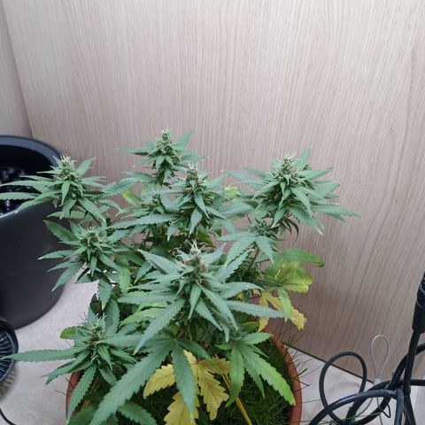 Unknown Mist #1 growlog timeline photo