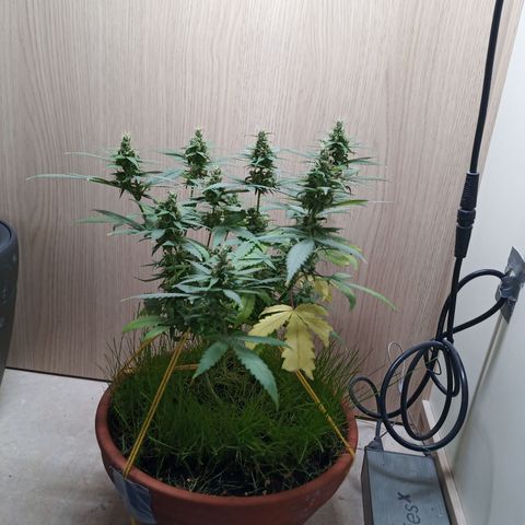 Unknown Mist #1 growlog timeline photo