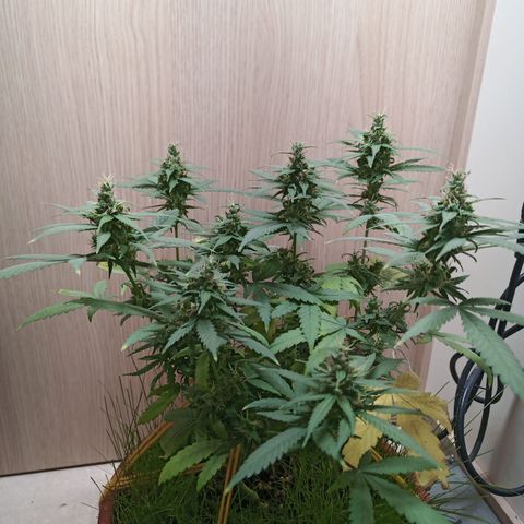 Unknown Mist #1 growlog timeline photo