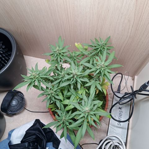 Unknown Mist #1 growlog timeline photo