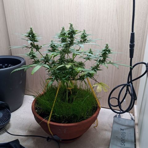 Unknown Mist #1 growlog timeline photo