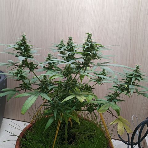 Unknown Mist #1 growlog timeline photo
