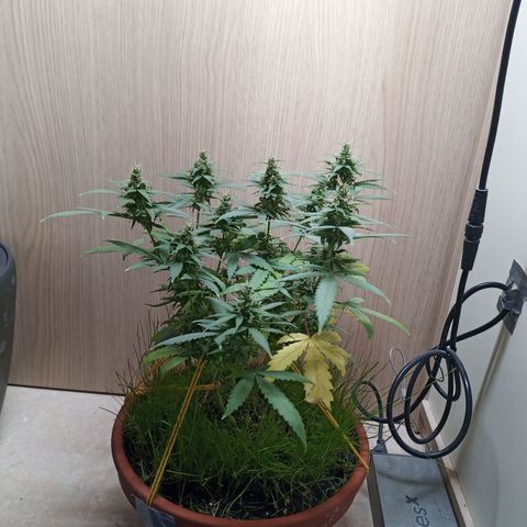 Unknown Mist #1 growlog timeline photo