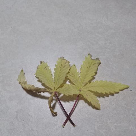 Unknown Mist #1 growlog photo: entlaubt 