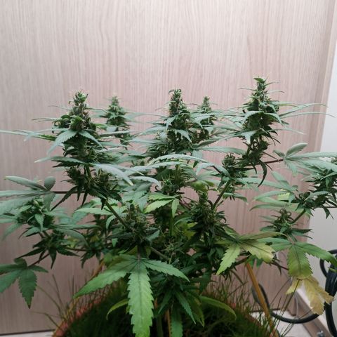 Unknown Mist #1 growlog timeline photo