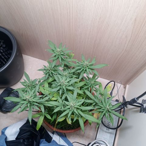 Unknown Mist #1 growlog timeline photo