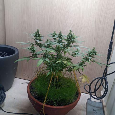 Unknown Mist #1 growlog timeline photo