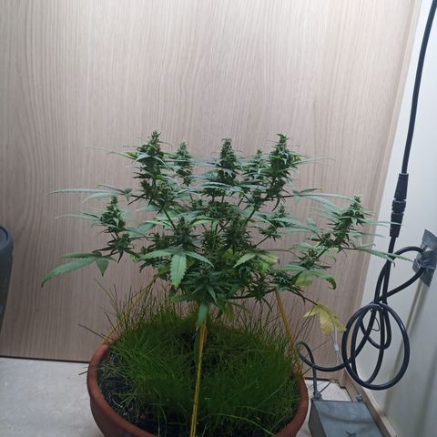 Unknown Mist #1 growlog timeline photo