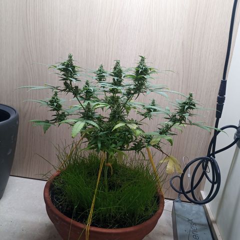 Unknown Mist #1 growlog timeline photo