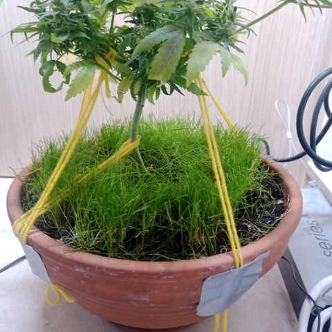 Unknown Mist #1 growlog timeline photo