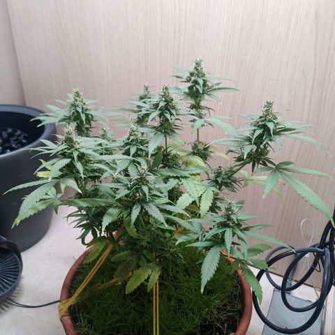 Unknown Mist #1 growlog timeline photo