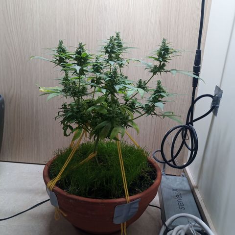 Unknown Mist #1 growlog timeline photo