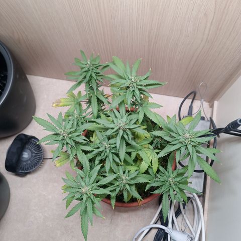 Unknown Mist #1 growlog timeline photo