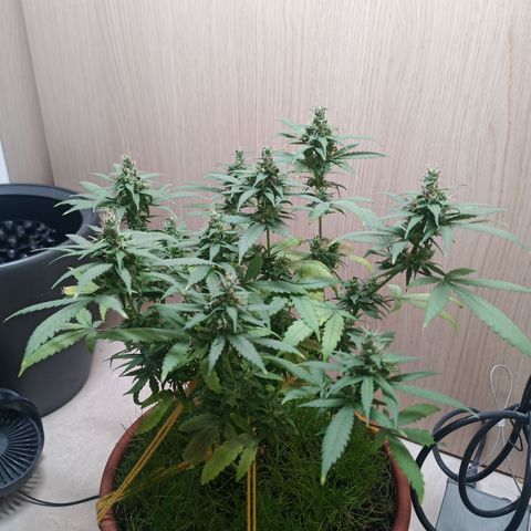 Unknown Mist #1 growlog timeline photo