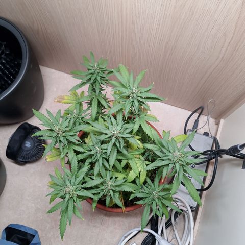 Unknown Mist #1 growlog timeline photo