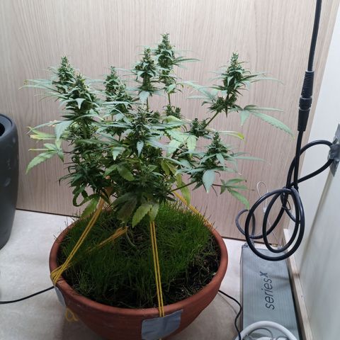 Unknown Mist #1 growlog timeline photo