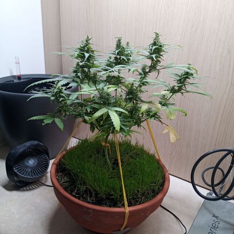 Unknown Mist #1 growlog timeline photo