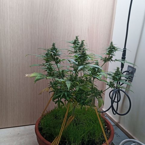 Unknown Mist #1 growlog timeline photo
