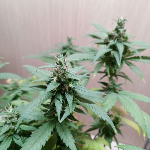 Unknown Mist #1 growlog timeline photo