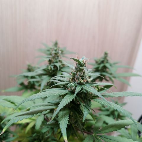 Unknown Mist #1 growlog timeline photo